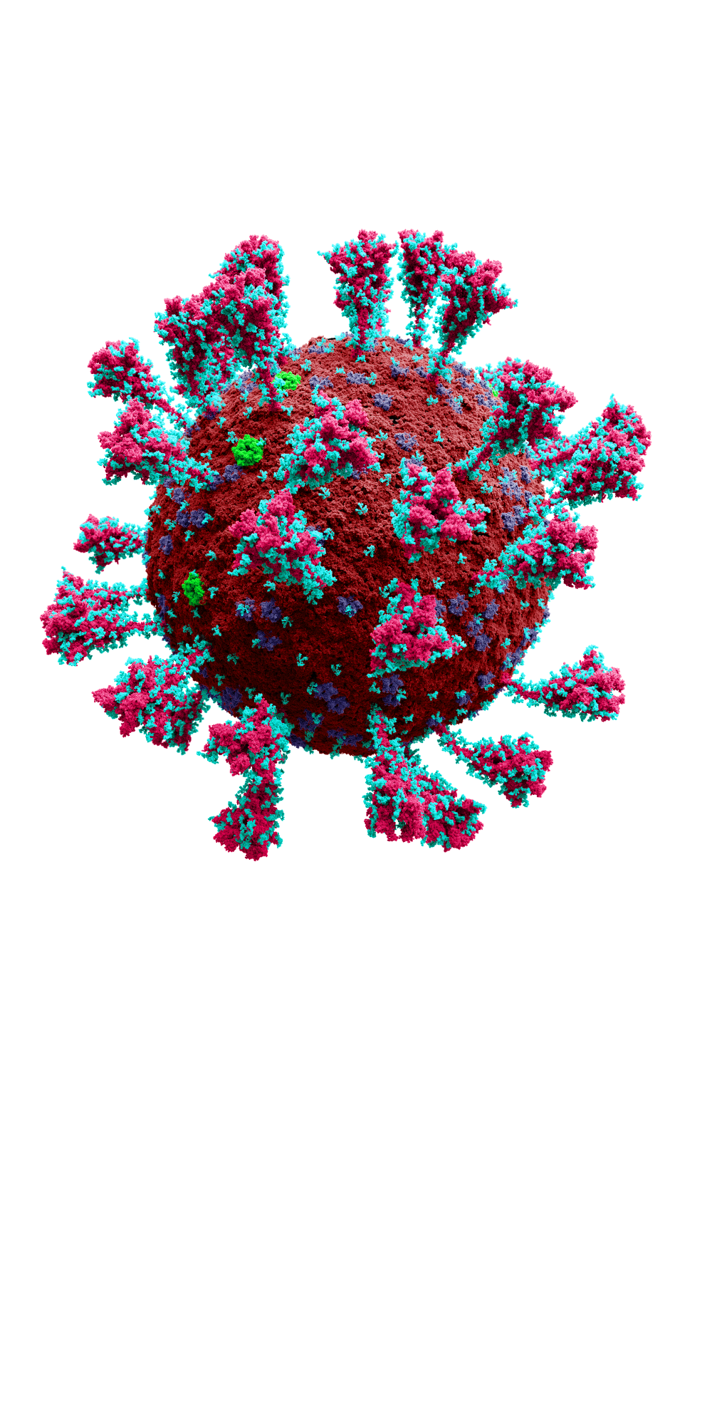 SARS-CoV-2, the virus that causes COVID-19